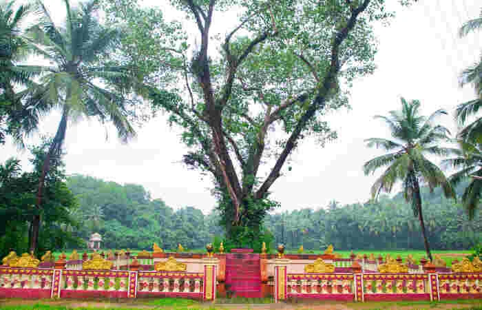 Swamy Koragajja Aadishtala, Kuthar