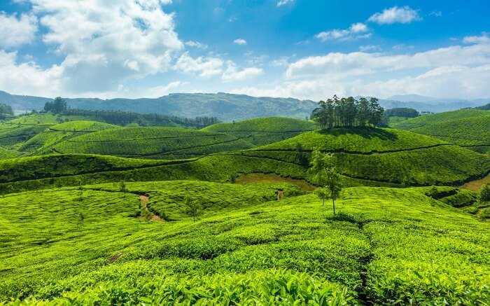 Wayanad Holiday Packages